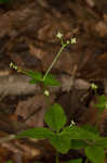 Licorice bedstraw